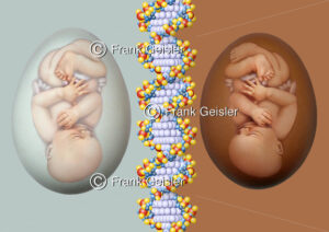 Fortpflanzung, Embryologie und Genetik - Medical Pictures