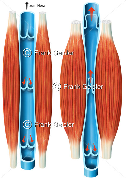 Funktion Muskel-Venen-Pumpe mit Vene und Venenklappen sowie Muskelfasern - Medical Pictures