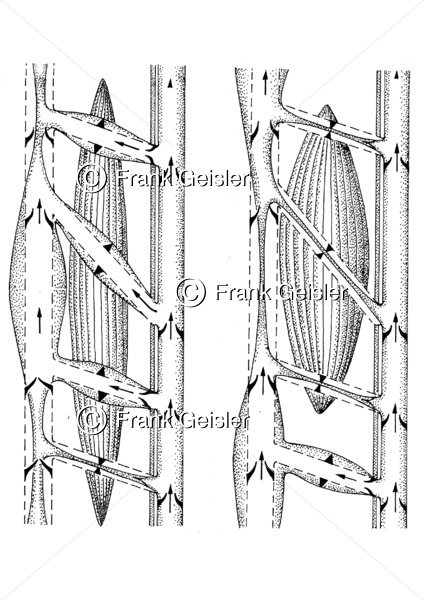 Funktion Muskelpumpe (Venenmuskelpumpe, Muskelvenenpumpe) - Medical Pictures