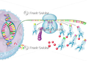 Genetik, Transkription und Translation im Zellkern - Medical Pictures