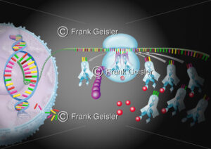 Genetik, Zelle mit Transkription und Translation im Zellkern - Medical Pictures