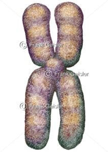 Genetik, Zwei-Chromatid-Chromosom – Medical Pictures