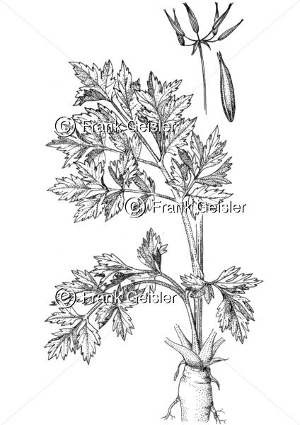 Gewürzpflanze und Heilpflanze Anthriscus cerefolium, Echter Kerbel für Immunsystem - Medical Pictures