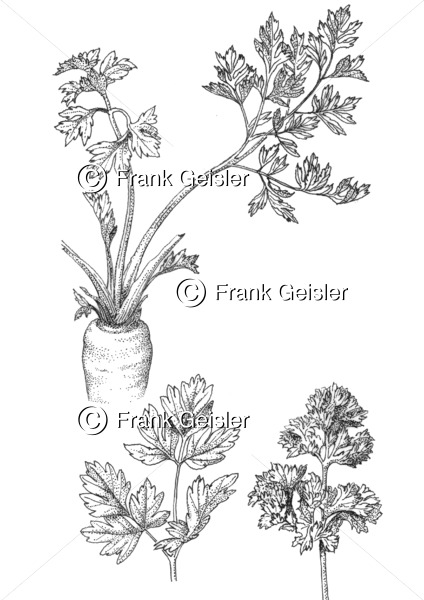 Gewürzpflanze und Heilpflanze Petroselinum crispum, Petersilie  oder Petergrün - Medical Pictures