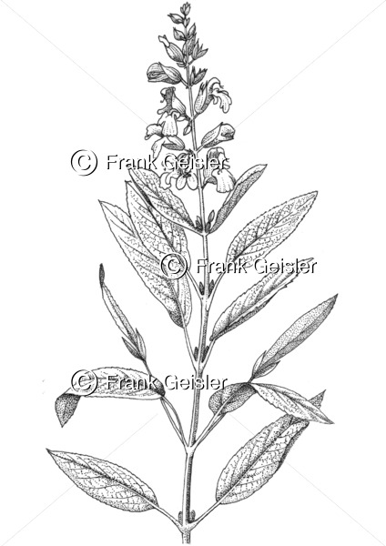 Gewürzpflanze und Heilpflanze Salvia officinalis, Echter Salbei, Küchensalbei oder Heilsalbei - Medical Pictures