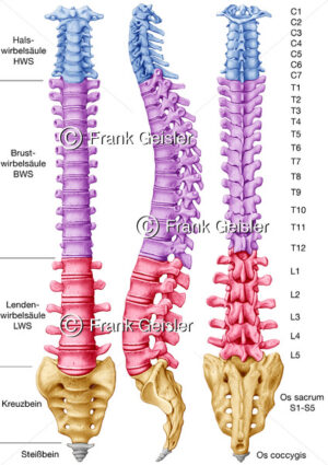 Gliederung der Wirbelsäule nach Halswirbelsäule, Brustwirbelsäule, Lendenwirbelsäule sowie Kreuzbein und Steißbein - Medical Pictures