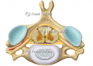 Halswirbel der Halswirbelsäule mit Bandscheibe und Rückenmark - Medical Pictures