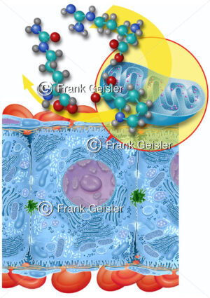 Harnstoffzyklus in Mitochondrien der Leberzelle (Hepatozyt) der Leber - Medical Pictures