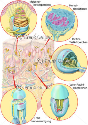 Haut, Sinnesorgan mit Sinnneszellen (Nervenzellen, Rezeptoren) - Medical Pictures
