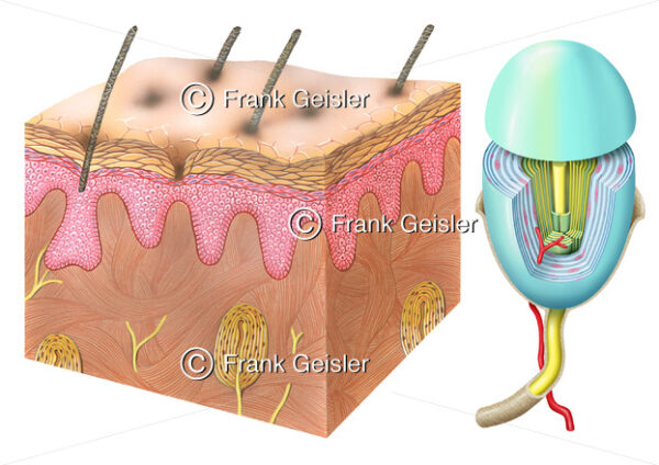Haut mit Vater-Pacini-Körperchen, Vater-Pacini-Lamellenkörperchen - Medical Pictures