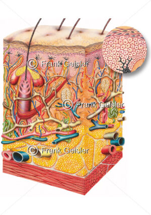 Hautausschnitt mit Melanozyten, Anzahl Pigmentzellen bei heller Haut - Medical Pictures