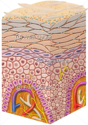 Hautpflege und Hautschutz der Haut, Anatomie Oberhaut und Hautschichten mit Zellen der Epidermis - Medical Pictures
