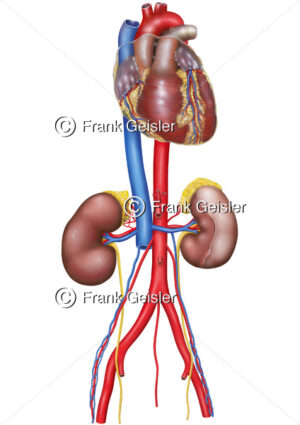 Herz mit Aorta, Vena cava (Hohlvene) und Nieren - Medical Pictures