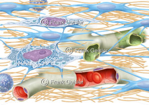 Histologie Bindegewebe mit Bindegewebszellen und Interzellularsubstanz - Medical Pictures