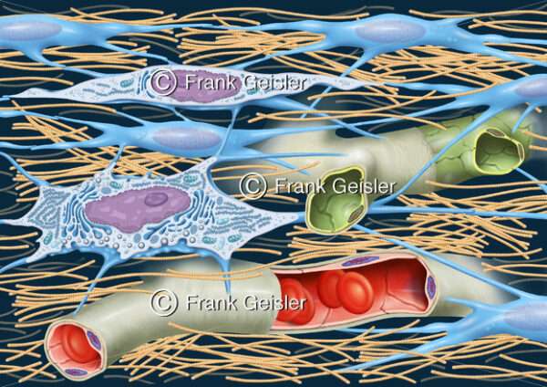 Histologie Bindegewebe mit Bindegewebszellen und Interzellularsubstanz - Medical Pictures
