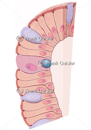 Histologie Darmschleimhaut (Mukosa, Tunica mucosa) mit Epithelzellen - Medical Pictures
