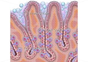 Histologie Drüsen (Glandulae gastricae propriae) und Zellen der Schleimhaut im Magen - Medical Pictures