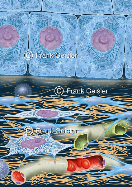 Histologie Epithelzellen und Bindegewebe mit Bindegewebszellen und Interzellularsubstanz - Medical Pictures