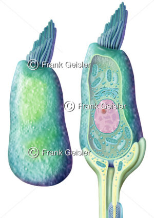 Histologie Haarzelle (Haarsinneszellen) im Corti-Organ (Cortisches Organ) - Medical Pictures