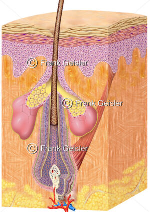 Histologie Haut (Derma, Cutis) mit Haar (Pili) - Medical Pictures