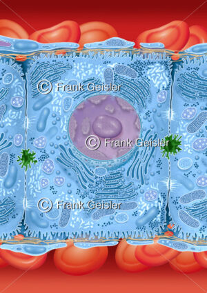 Histologie Leberzelle mit Zellorganellen und Blutkapillare - Medical Pictures