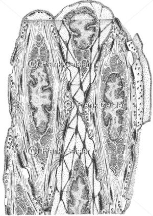 Histologie Muskelgewebe, Muskelzellen der glatten Muskulatur - Medical Pictures