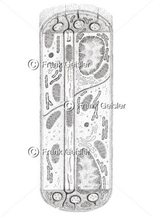 Histologie Nerven, marklose Nervenfaser - Medical Pictures