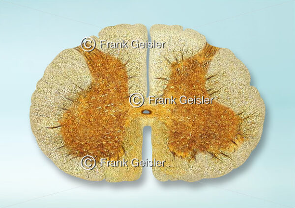 Histologie Rückenmark (Medulla spinalis), Lumbalmark (Pars lumbalis medullae spinalis) in der Wirbelsäule - Medical Pictures