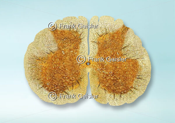 Histologie Rückenmark (Medulla spinalis), Sakralmark (Pars sacralis) in der Wirbelsäule - Medical Pictures