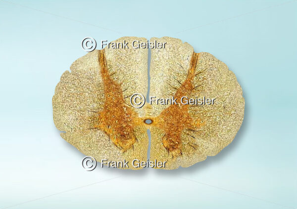 Histologie Rückenmark (Medulla spinalis), Thorakalmark (Pars thoracica) in der Wirbelsäule - Medical Pictures