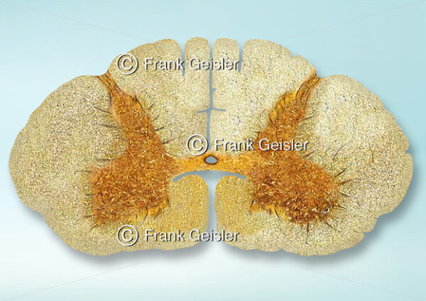 Histologie Rückenmark (Medulla spinalis), Zervikalmark (Pars cervicalis) in der Wirbelsäule - Medical Pictures