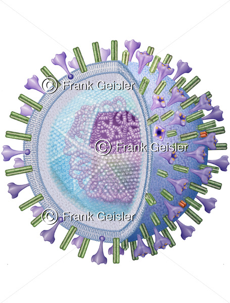 Histologie Virus mit DNS DNA-Strang, Virusinfektion mit Coronavirus 2, SARS-CoV-2, Auslöser COVID-19 - Medical Pictures