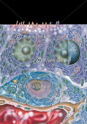 Histologie Zellen der Schilddrüse (Glandula thyreoidea) mit C-Zelle - Medical Pictures