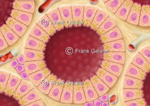 Histologie Zellen und Drüsen der Schilddrüse (Glandula thyreoidea) - Medical Pictures