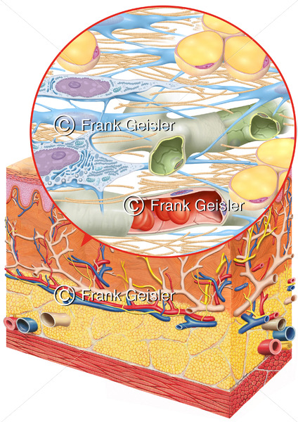 Histologie der Haut, Bindegewebe mit Fibrozyten, Fibroblast und Fettzellen - Medical Pictures