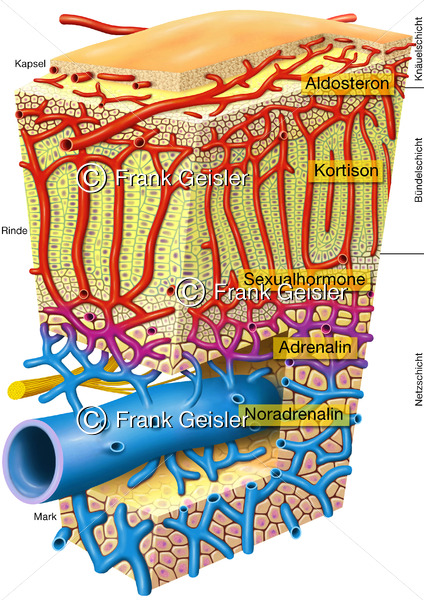Histologie der Nebenniere (Glandula adrenali, Glandula suprarenalis) - Medical Pictures