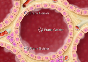 Histologie der Schilddrüse (Glandula thyreoidea), Unterfunktion (Hypothyreose) der Drüse - Medical Pictures