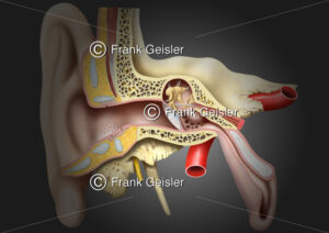 Hörorgan Ohr, Anatomie äußeres Ohr und Mittelohr - Medical Pictures