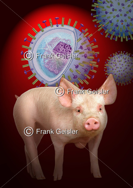 Influenza, Schweinegrippe (Schweineinfluenza) durch H1N1-Virus - Medical Pictures