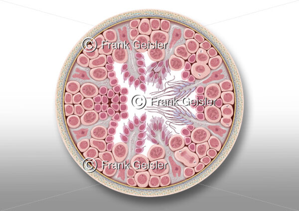 Keimepithel (Epithelium spermatogenicum) im Hodenkanälchen  (Tubuli seminiferi) - Medical Pictures