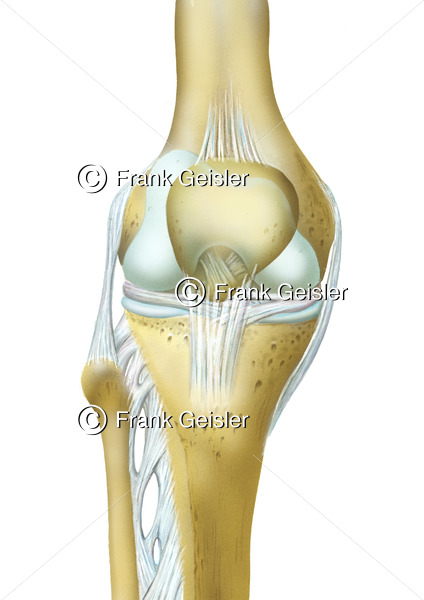 Kniegelenk mit Oberschenkelknochen (Femur), Kniescheibe (Patella) und Unterschenkelknochen - Medical Pictures