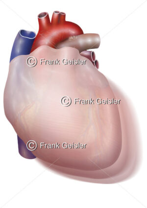 Kontraktion Herz, Kardia in Pericardium (Herzbeutel) bei Herzkontraktion - Medical Pictures