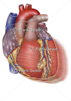 Kontraktion Herz, Myokard des Herzens mit Koronargefäße bei Herzkontraktion - Medical Pictures