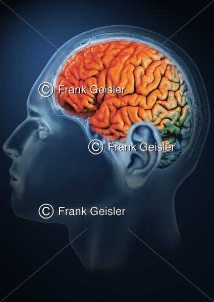 Kopf mit Gehirn, Lateralansicht der Hemisphäre - Medical Pictures