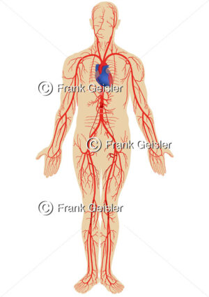 Kreislaufschema Arterien, Blutzirkulation arterielles Blut beim Menschen - Medical Pictures