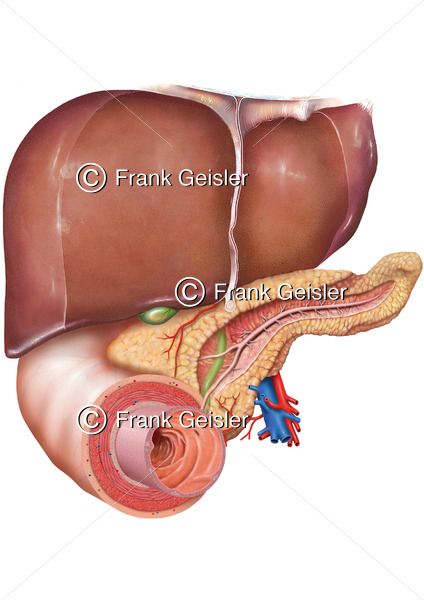 Lagebeziehungen des Pankreas zu Leber und Duodenum - Medical Pictures