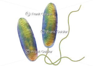 Legionella pneumophila Bakterien, Legionellen als Auslöser der Legionellose (Legionärskrankheit) - Medical Pictures