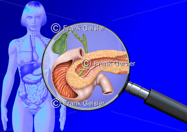 Medical Art Gallenblase, Bauchspeicheldrüse und Zwölffingerdarm der Frau, innere Organe im menschlichen Körper - Medical Pictures