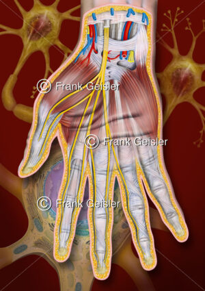 Medical Art Hand, Handfläche mit Nerven und Muskeln, Anatomie Mittelarmnerv, Nervus medianus - Medical Pictures
