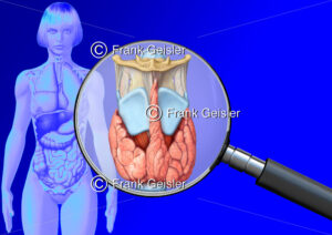 Medical Art Kehlkopf mit Schilddrüse der Frau, innere Organe im menschlichen Körper - Medical Pictures